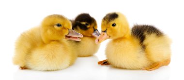 beyaz izole küçük sevimli ördek yavrusu