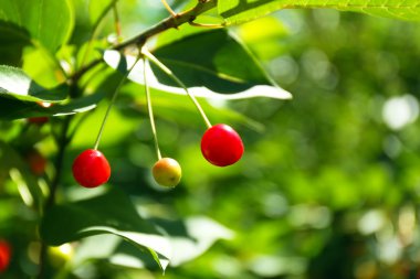 Kırmızı Kiraz ağacı dalı