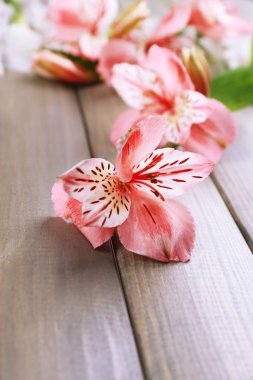 ahşap masaya güzel alstroemeria çiçek