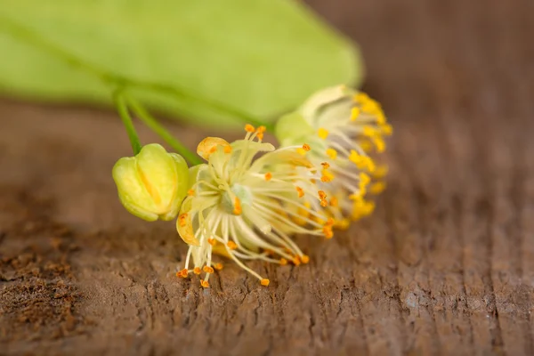 Tak van linden bloemen op houten achtergrond — Stockfoto