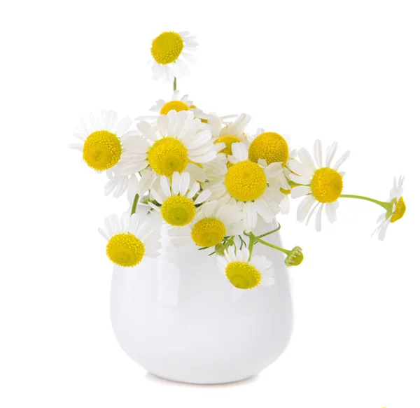 Hermosas flores de margaritas en jarrón aislado en blanco — Foto de Stock
