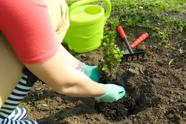 Gardener planting tree in spring — Stock Photo, Image