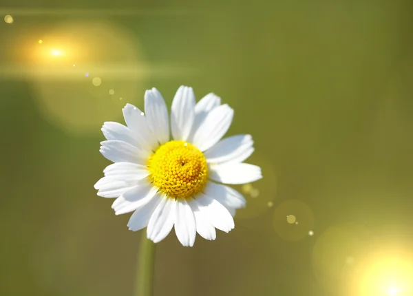Gyönyörű százszorszép virág, szabadban — Stock Fotó