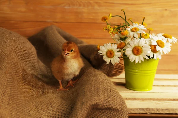 Weinig schattig kip in houten schuur — Stockfoto