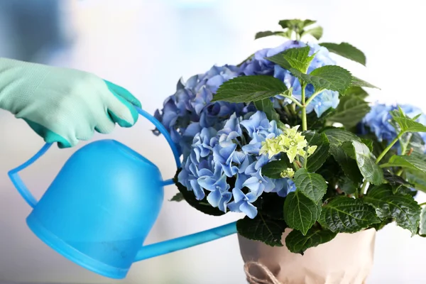 Process of caring for  hydrangea flower  on light background — Stock Photo, Image