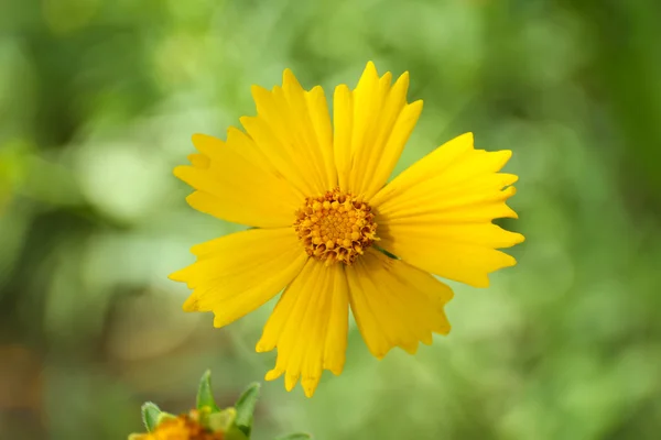 Spring flowers, outdoors — Stock Photo, Image