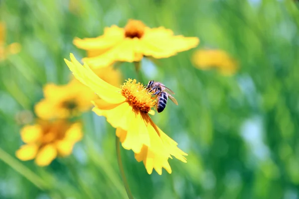 Belles fleurs sauvages et papillon, à l'extérieur — Photo