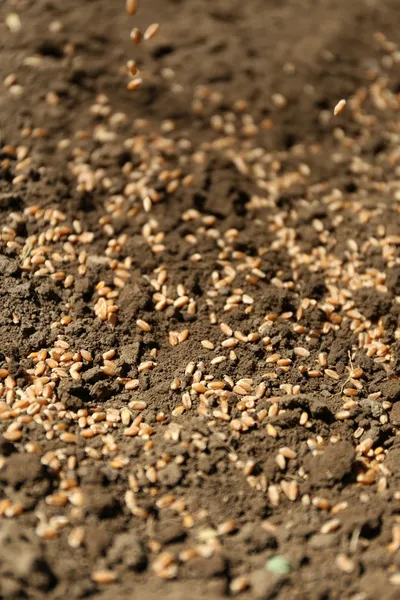 Sowing seeds into soil — Stock Photo, Image