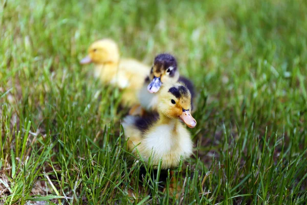 Little cute ducklings on green grass, outdoors — Stock Photo, Image