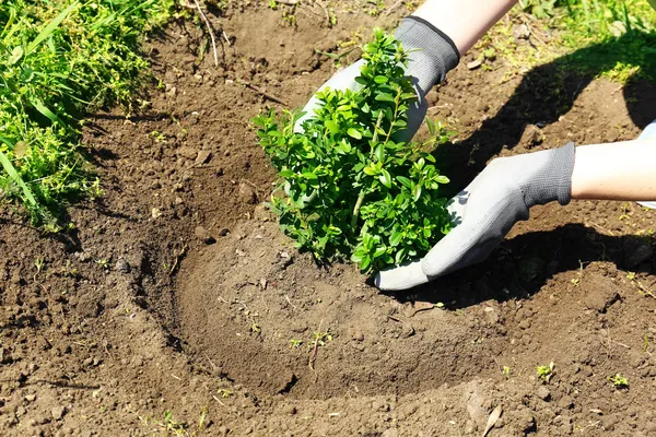 Gardener planting tree in spring — Stock Photo, Image