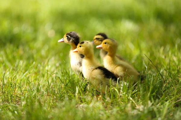Little cute ducklings on green grass, outdoors — Stock Photo, Image