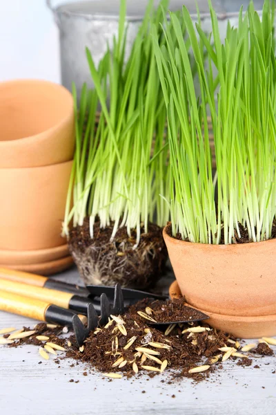 Green grass in flowerpots and gardening tools, on wooden table — Stock Photo, Image