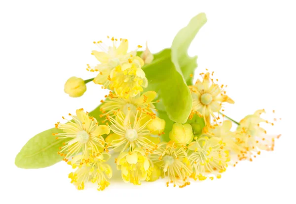 Branch of linden flowers isolated on white — Stock Photo, Image