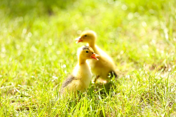 Pequenos patinhos bonitos na grama verde, ao ar livre — Fotografia de Stock