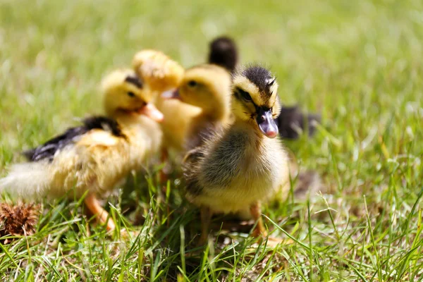 Küçük sevimli ördek yavrusu yeşil çimen, açık havada — Stok fotoğraf
