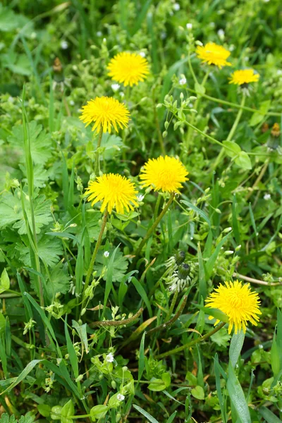 Karahindiba çiçekler, açık havada — Stok fotoğraf