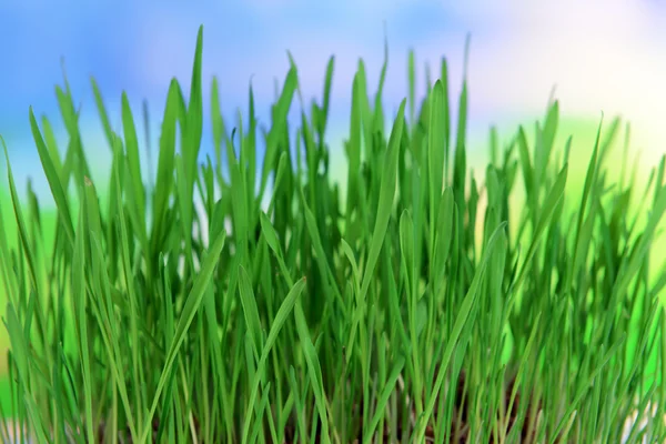 Весенняя трава на ярком фоне — стоковое фото