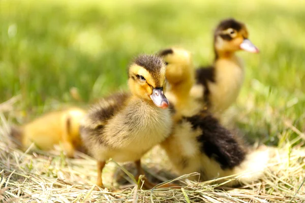 Piccoli simpatici anatroccoli sul fieno, all'aperto — Foto Stock