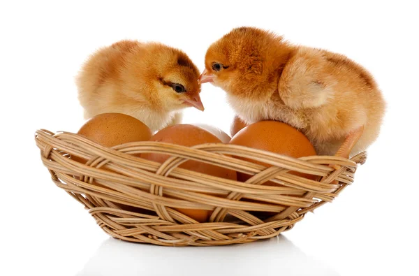 Lilla söta kycklingar isolerad på vit — Stockfoto