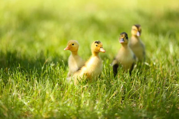 Pequenos patinhos bonitos na grama verde, ao ar livre — Fotografia de Stock