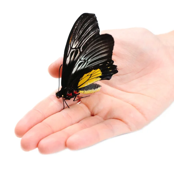 Vacker fjäril på hand, isolerad på vit — Stockfoto