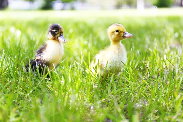 Little cute ducklings on green grass, outdoors — Stock Photo, Image