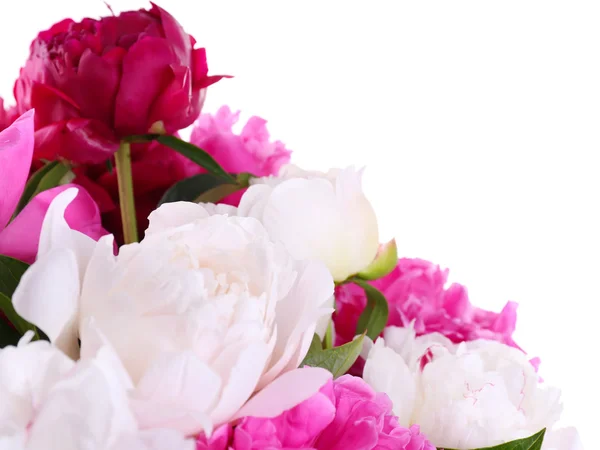 Mooie roze en witte pioenrozen, geïsoleerd op wit — Stockfoto