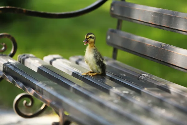 Little cute duckling on bench in the park — Stock Photo, Image
