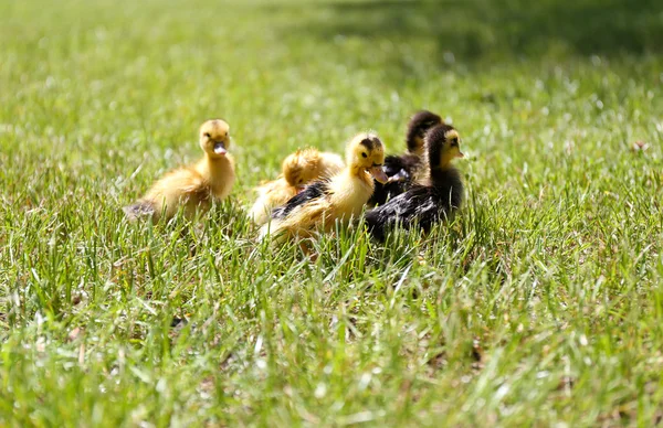 Petits canetons mignons sur herbe verte, à l'extérieur — Photo