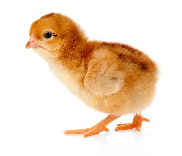 Piccolo pollo carino isolato su bianco — Foto Stock