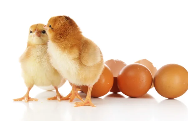 小さなかわいい鶏や卵の殻を白で隔離されます。 — ストック写真