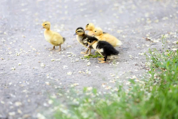 Küçük şirin ducklings, açık havada — Stok fotoğraf
