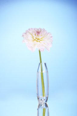 güzel beyaz yıldız çiçeği aranjman üzerinde mavi arka plan yakın çekim