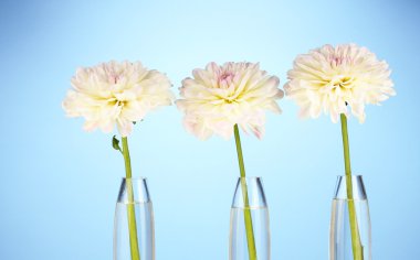 güzel beyaz dahlias üzerinde mavi arka plan yakın çekim cam vazo içinde