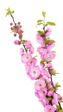 beyaz izole güzel meyve çiçeği