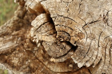 Tahta kalas kahverengi doku arkaplanı