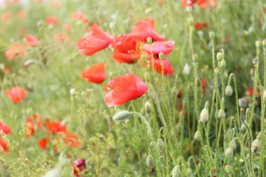haşhaş çiçekleri, açık havada