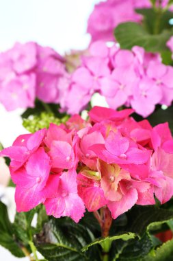 doğal zemin üzerine ortanca yakın çekim buket