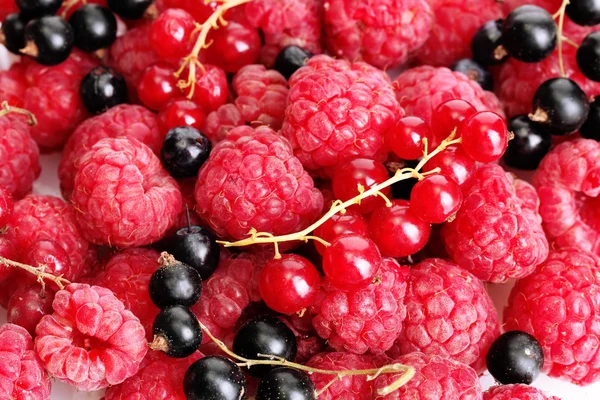 Ripe berries, close u — Stock Photo, Image