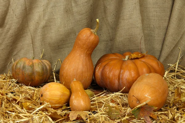 Calabazas sobre paja sobre fondo de saco —  Fotos de Stock