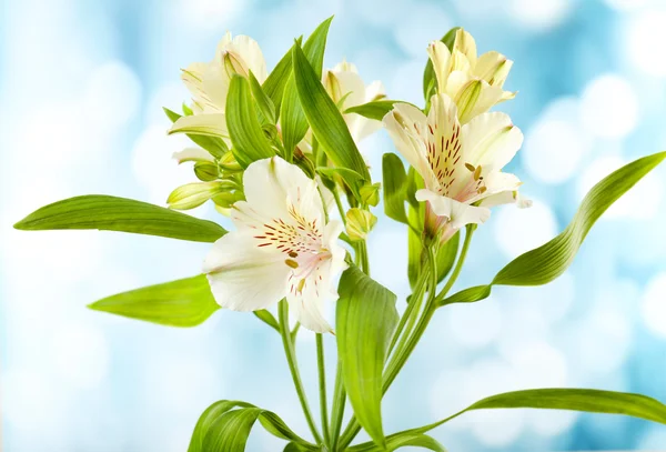 Alstroemeria virágok, a világos háttér — Stock Fotó