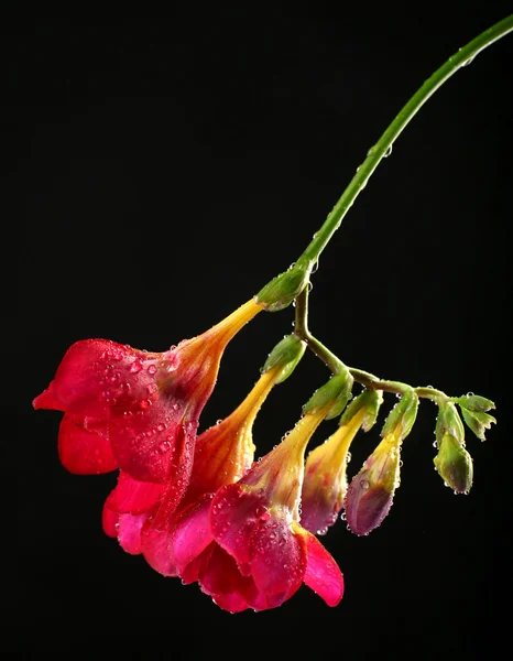 Delicate freesia flower on black background — Stock Photo, Image