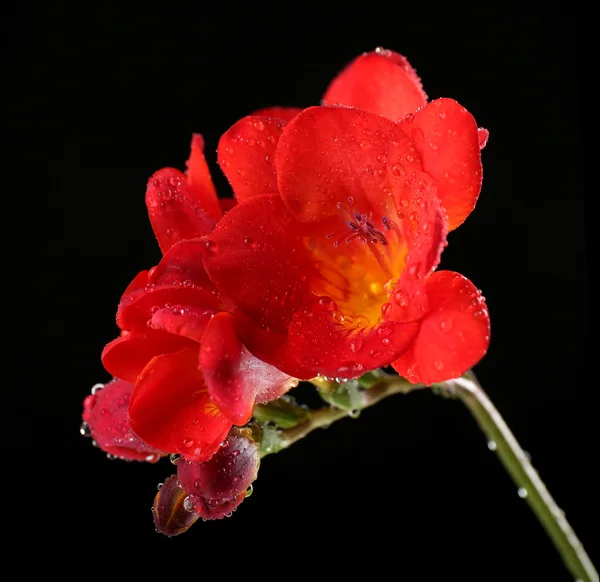 黒の背景に繊細なフリージアの花 — ストック写真