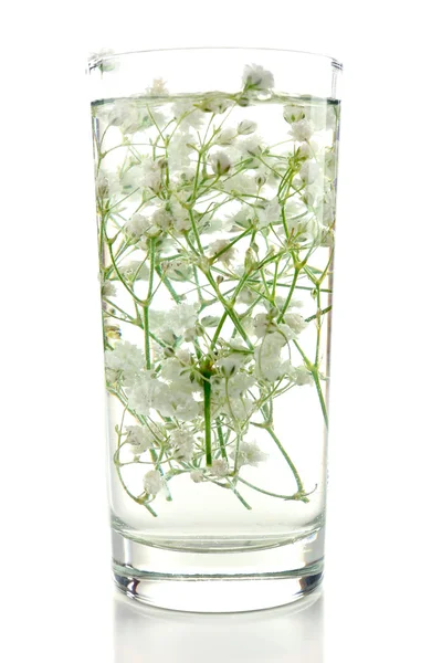 Flores de primavera sumergidas en agua aislada en blanco — Foto de Stock