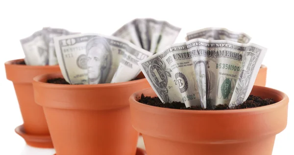 Business concept: growing money in the flowerpots, isolated on white — Stock Photo, Image