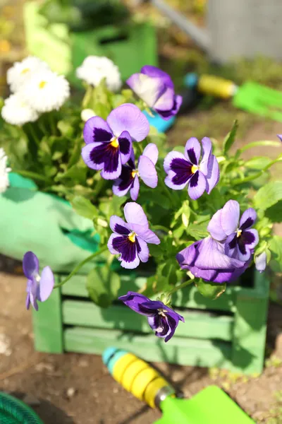 Conceito de jardinagem: belas flores no jardim com luz solar — Fotografia de Stock