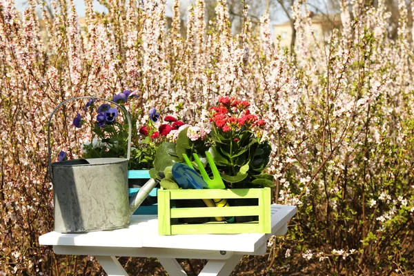 Concepto de jardinería: hermosas flores en el jardín con luz solar — Foto de Stock