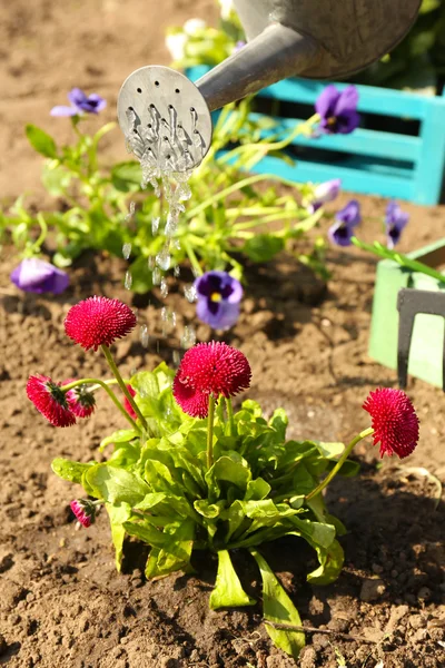 Bahçe konsepti: güneş ışığı ile bahçe içinde güzel çiçekler — Stok fotoğraf
