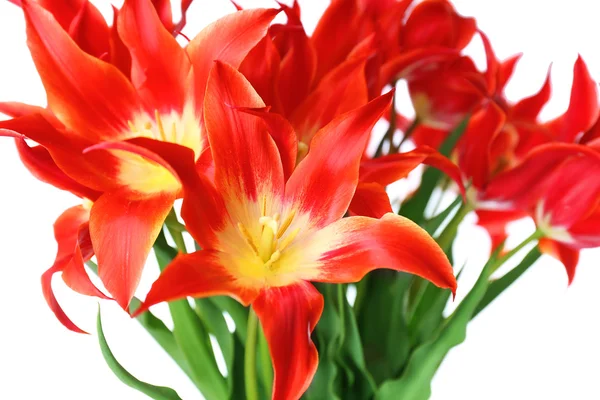 Beautiful red tulips, isolated on white — Stock Photo, Image