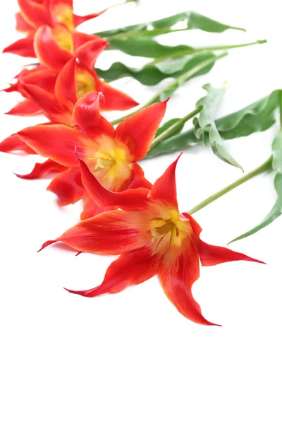 Lindas tulipas vermelhas, isoladas em branco — Fotografia de Stock